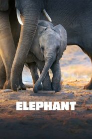 مشاهدة فيلم Elephant 2020 مترجم