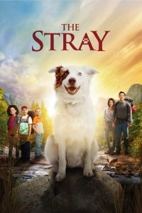 فيلم الدراما The Stray 2017 مترجم