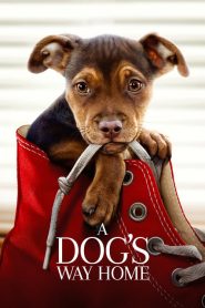 فيلم A Dogs Way Home 2019 مترجم